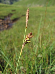 Carex panicea