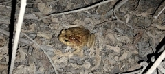 Rhinella horribilis