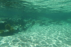 Aldrichetta forsteri