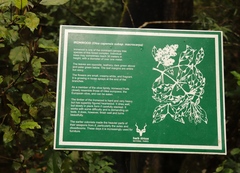 Olea capensis macrocarpa