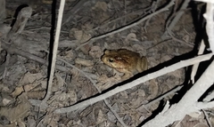 Rhinella horribilis