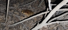 Rhinella horribilis