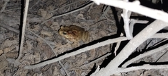 Rhinella horribilis