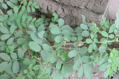 Indigofera tinctoria