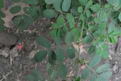 Indigofera tinctoria