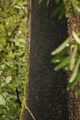 Olea capensis macrocarpa