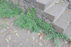 Indigofera tinctoria