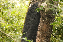 Olea capensis macrocarpa