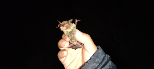 Southwestern Myotis