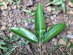 Melicope lunu-ankenda