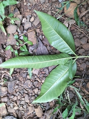 Melicope lunu-ankenda