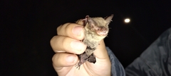 Myotis auriculus