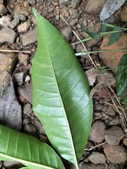 Melicope lunu-ankenda