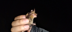 Myotis auriculus