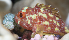 Sebastapistes cyanostigma