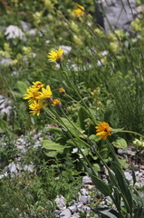 Senecio doronicum