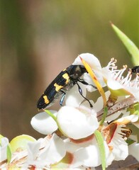 Castiarina rectifasciata