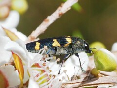Castiarina rectifasciata