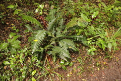 Blechnum attenuatum