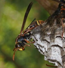 Polistes humilis humilis