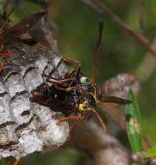 Polistes humilis humilis