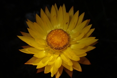 Xerochrysum subundulatum