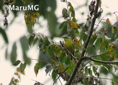 Ornithion semiflavum