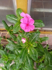 Catharanthus roseus