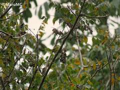 Ornithion semiflavum