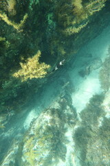 Pseudogoniistius nigripes