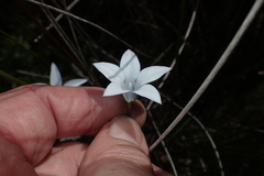 Wahlenbergia ceracea