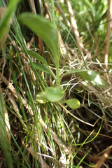 Wahlenbergia ceracea