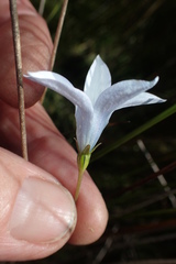 Wahlenbergia ceracea