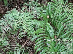 Diplopterygium glaucum