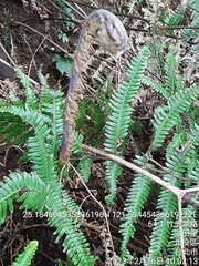 Diplopterygium glaucum