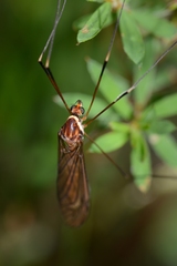 Acracantha sydneyensis