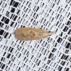 Syntonarcha iriastis