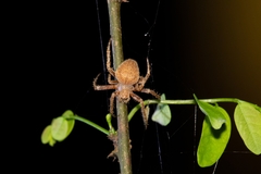 Araneidae