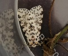 Alpenus maculosa