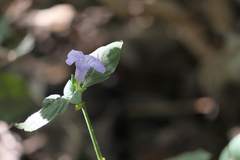 Ruellia prostrata