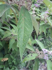 Callicarpa tomentosa