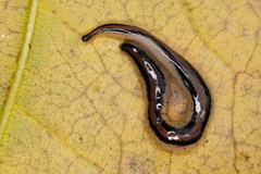 Geoplanidae