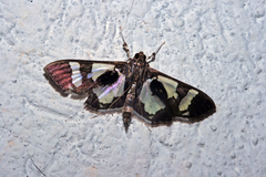 Desmia bajulalis