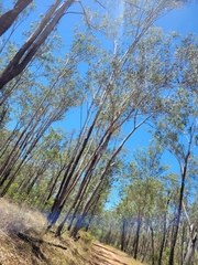 Eucalyptus moluccana