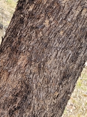 Eucalyptus moluccana