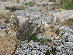 Draba supranivalis