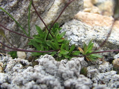 Draba supranivalis