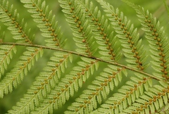 Cyathea capensis