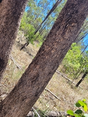 Eucalyptus moluccana