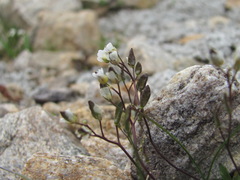 Draba supranivalis
